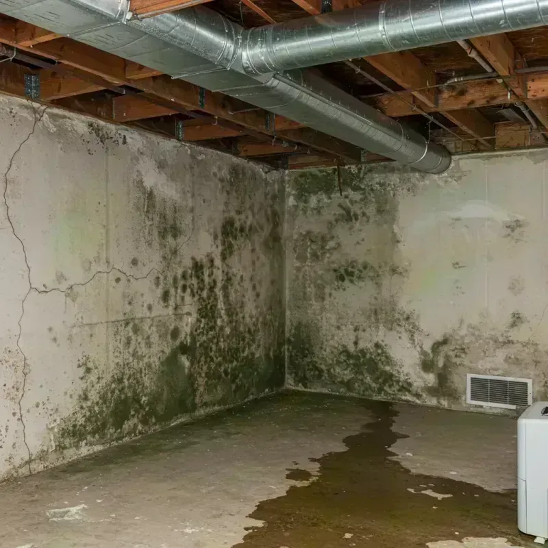 Professional Mold Removal in Hawthorne, CA